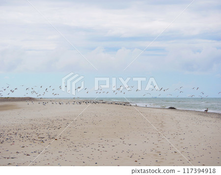 Seagulls flying on the seashore of Kattegat sea beach in Skagen, Grenen cape 117394918