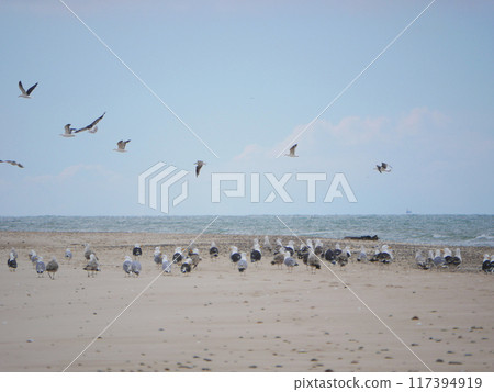 Seagulls flying on the seashore of Kattegat sea beach in Skagen, Grenen cape 117394919