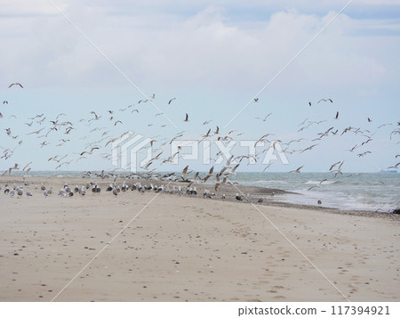 Seagulls flying on the seashore of Kattegat sea beach in Skagen, Grenen cape Seagulls flying on the seashore of Kattegat sea beach in Skagen, Grenen cape 117394921