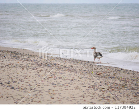 Wild gray goose Anser anser on the seashore of Kattegat sea beach near water in Skagen, Grenen cape 117394922