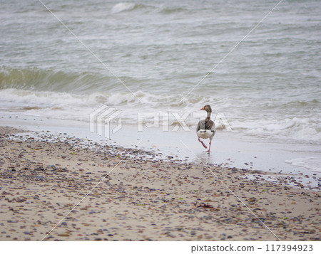 Wild gray goose Anser anser on the seashore of Kattegat sea beach near water in Skagen, Grenen cape 117394923