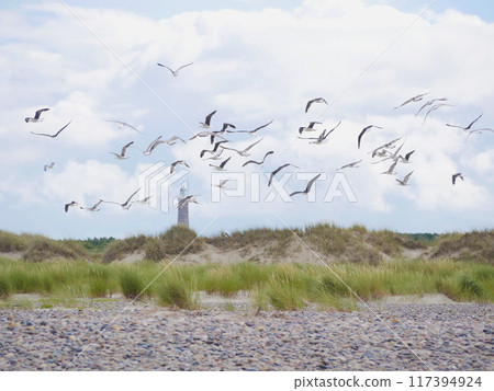 Seagulls flying on the seashore of Kattegat sea beach in Skagen, Grenen cape 117394924