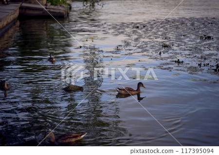 the wild ducks on the river at sunset the wild ducks on the river at sunset 117395094