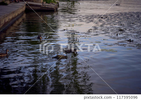the wild ducks on the river at sunset the wild ducks on the river at sunset 117395096