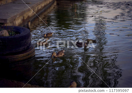 the wild ducks on the river at sunset 117395097