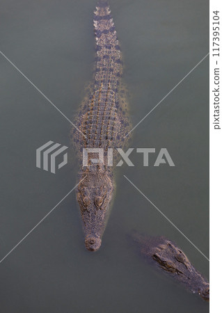 The salt crocodile swimming on the river near canal 117395104