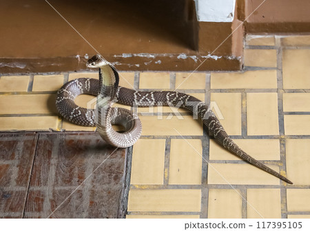 The Beautiful black Cobra snake on cement floor at thailand 117395105