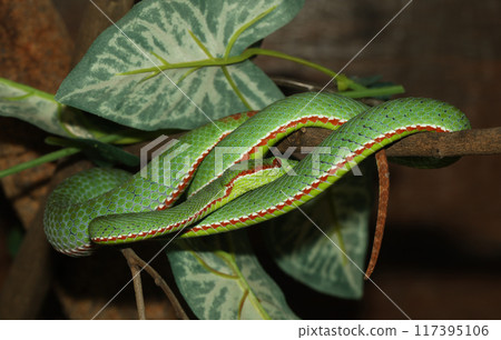 The pope green pit viper snake in forest 117395106