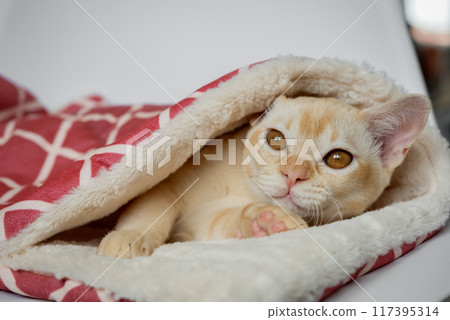 A cute cat is relaxing inside on a cat bed. A cute cat is relaxing inside on a cat bed. 117395314
