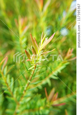 Melaleuca bracteata macro leaves small world  117395367
