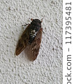 蟬（蟬） 117395481
