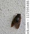 蟬（蟬）_複製空間左上角_垂直 117395486