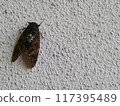 蟬（cicada）_複製空間right_horizontal 117395489