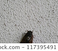 蟬（cicada）_複製空間top_horizontal 117395491