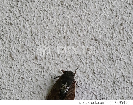 蟬(cicada)_複製空間top_horizontal 蟬(cicada)_複製空間top_horizontal 117395491