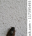 蟬（cicada）_複製空間top_vertical 117395493