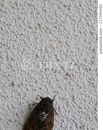 蟬(cicada)_複製空間top_vertical 蟬(cicada)_複製空間top_vertical 117395493