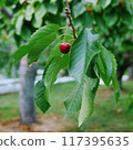Cherries and leaves 117395635