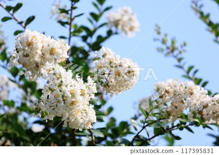 Salisbury Salisbury 117395831