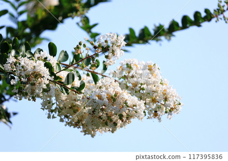 Salisbury Salisbury 117395836