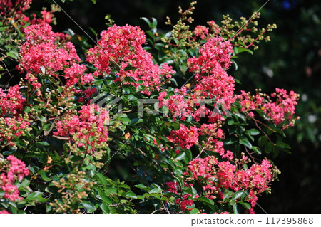 紫薇 紫薇 117395868