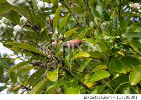 Acorns, a material that evokes autumn images, Shizuoka Prefecture Acorns, a material that evokes autumn images, Shizuoka Prefecture 117396091
