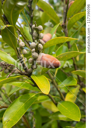 Acorns, a material that evokes autumn images, Shizuoka Prefecture 117396096