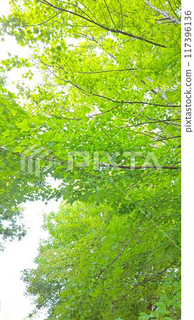 Fresh green maple tree scenery Fresh green maple tree scenery 117396136