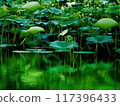 Green water lily leaves reflected in the water 117396433