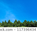 blue sky and summer trees 117396434