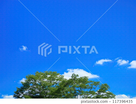 Summer blue sky and green trees 117396435
