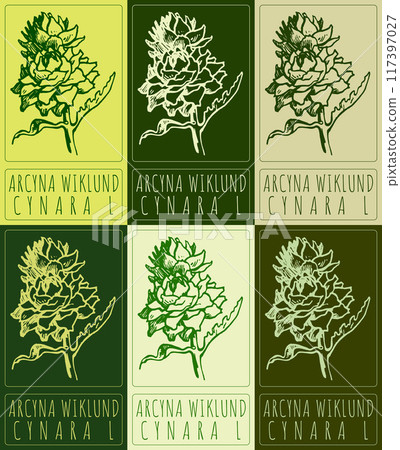 Set of vector drawing ARCYNA WIKLUND in various colors. Hand drawn illustration. Latin name is CYNARA L 117397027