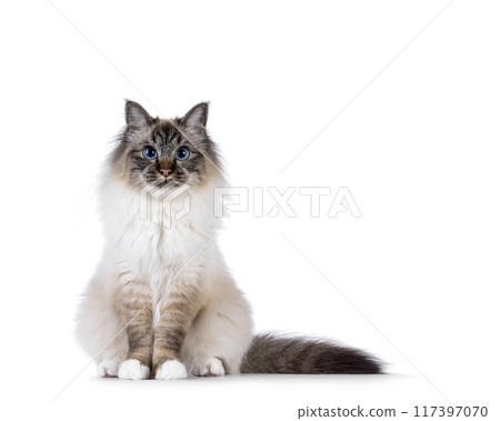 Sacred Birman cat on white background 117397070