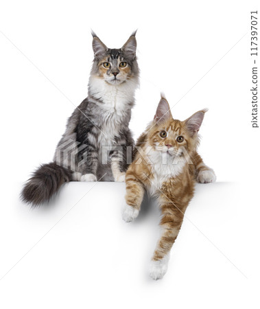Maine Coon cats on white background Maine Coon cats on white background 117397071