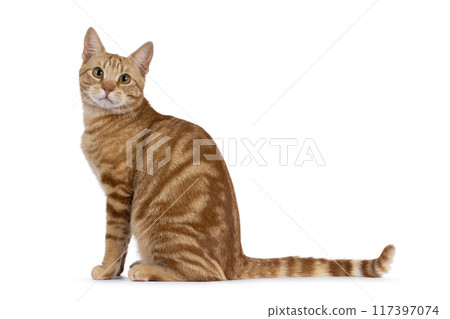 European Shorthair cat on white background 117397074