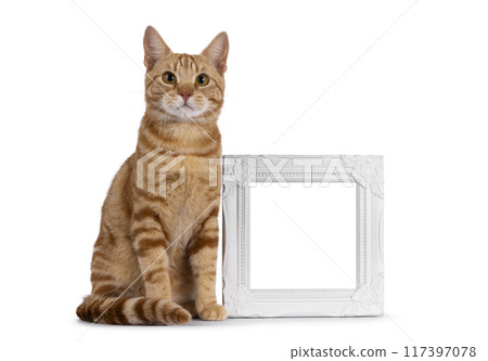 European Shorthair cat on white background 117397078