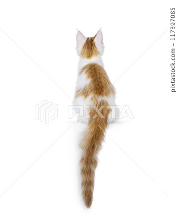 Maine Coon kitten on white Maine Coon kitten on white 117397085