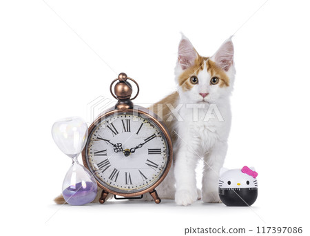Maine Coon kitten on white Maine Coon kitten on white 117397086