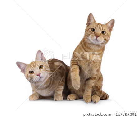 European Shorthair cats on white background 117397091