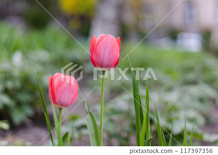Blooming pink tulips in an outdoor park 117397356