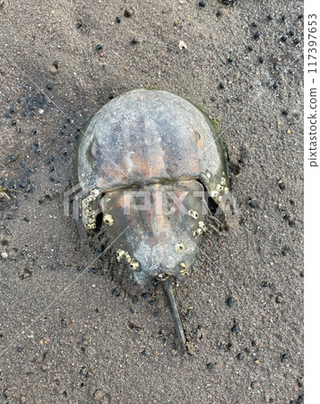 Horseshoe crab left behind by the low tide 117397653