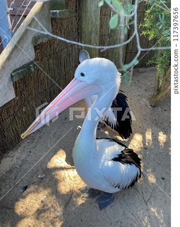 Landscape with Pelicans Landscape with Pelicans 117397656