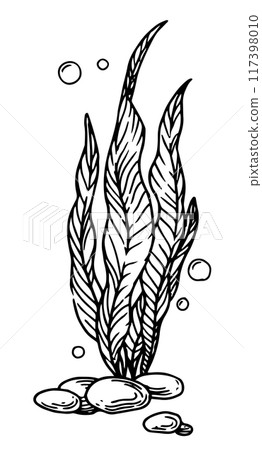 seaweed, kelp seaweed. vector illustration in sketch style 117398010