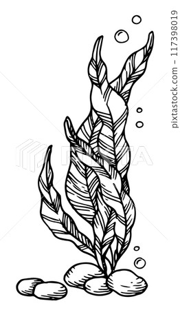 seaweed kelp seaweed. vector illustration in sketch style 117398019