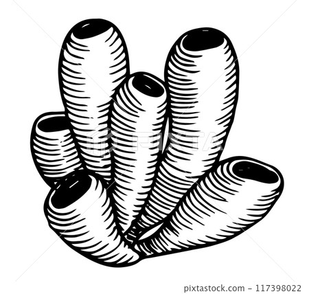 seaweed, kelp seaweed. vector illustration in sketch style 117398022