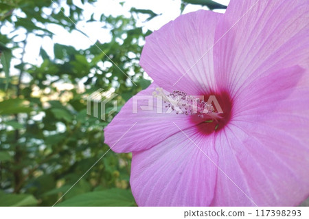 Mugue Pink Mugue Pink 117398293