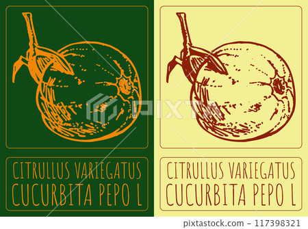 Vector drawing CITRULLUS VARIEGATUS. Hand drawn illustration. Latin name is CUCURBITA PEPO L Vector drawing CITRULLUS VARIEGATUS. Hand drawn illustration. Latin name is CUCURBITA PEPO L 117398321