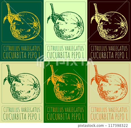 Set of vector drawing CITRULLUS VARIEGATUS in various colors. Hand drawn illustration. Latin name is CUCURBITA PEPO L Set of vector drawing CITRULLUS VARIEGATUS in various colors. Hand drawn illustration. Latin name is CUCURBITA PEPO L 117398322