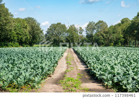 Green cabbage agriculture fields at the German countryside around Lastrup, Lower Saxony, Germany 117398461