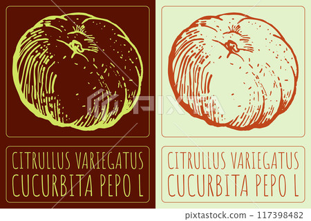 Vector drawing CITRULLUS VARIEGATUS. Hand drawn illustration. Latin name is CUCURBITA PEPO L 117398482